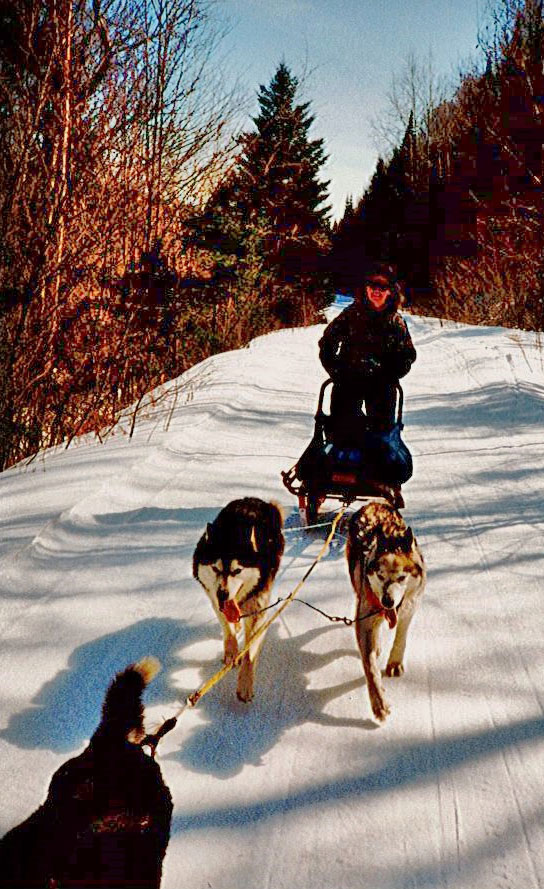 Connie describes her dog-sledding trip to northern Ontario: â€œOur trip was 25 miles out. We stayed overnight in a cabin with all 48 dogs clipped to a metal cable strung along the river outside, and then back the next day. During the overnight, eastern wolves came out of the woods on the other side of the river to check out our dog teams. The dogs woke us up with their howling, and the wolves just stared. We never would have guessed that 48 dogs could each have their own unique howling voice, but they did!â€